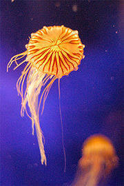 Immagine profilo di una-medusa